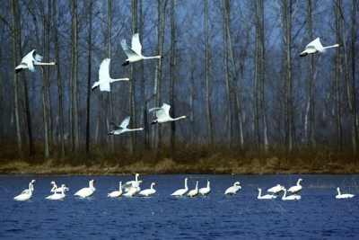 河北省唐山市的曹妃甸湿地被誉为“鸟类的天堂”,每年10月中旬到11月中旬是拍鸟的最佳季节。